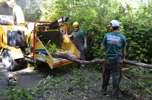 tree services Paradise